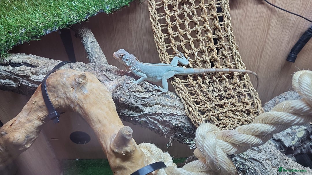 Iguana reptiles for sale: Snow zero iggy  - Image 6