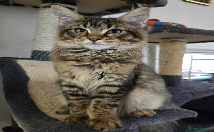 Maine Coon cats - Advert 13