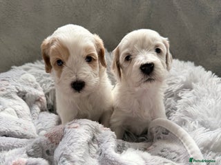 Australian Labradoodle dogs - Advert 3