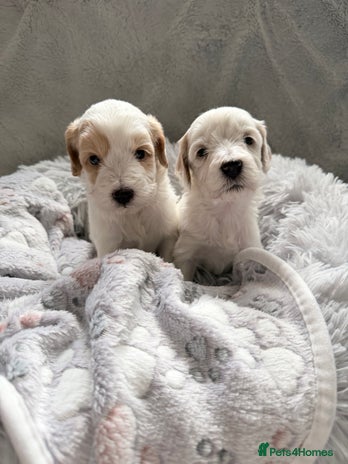 Australian Labradoodle dogs - Advert 4