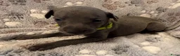 Whippet dogs for sale: KC Registered Whippet Puppies - Advert 12