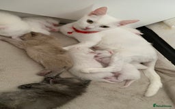 Mixed Breed cats for sale: White Gray and Ragdoll Kittens - Image 39