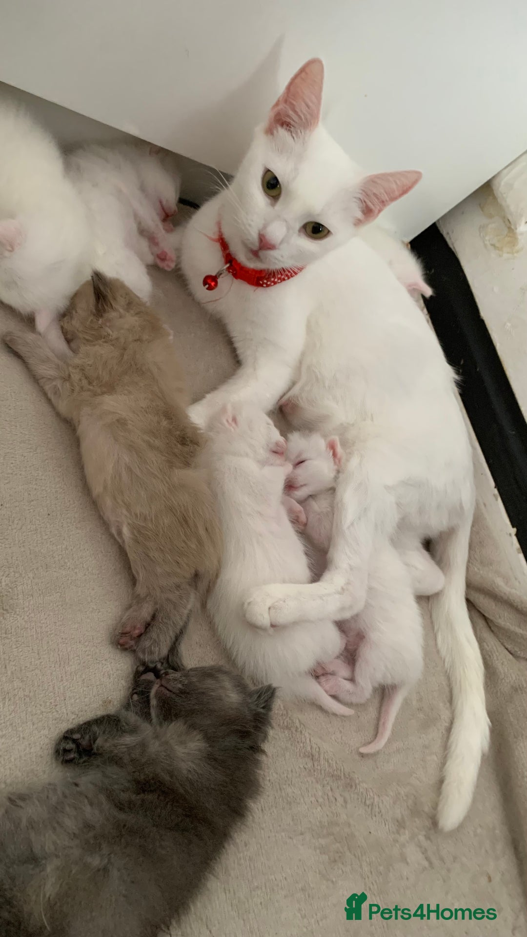 Mixed Breed cats for sale: White Gray and Ragdoll Kittens - Image 39