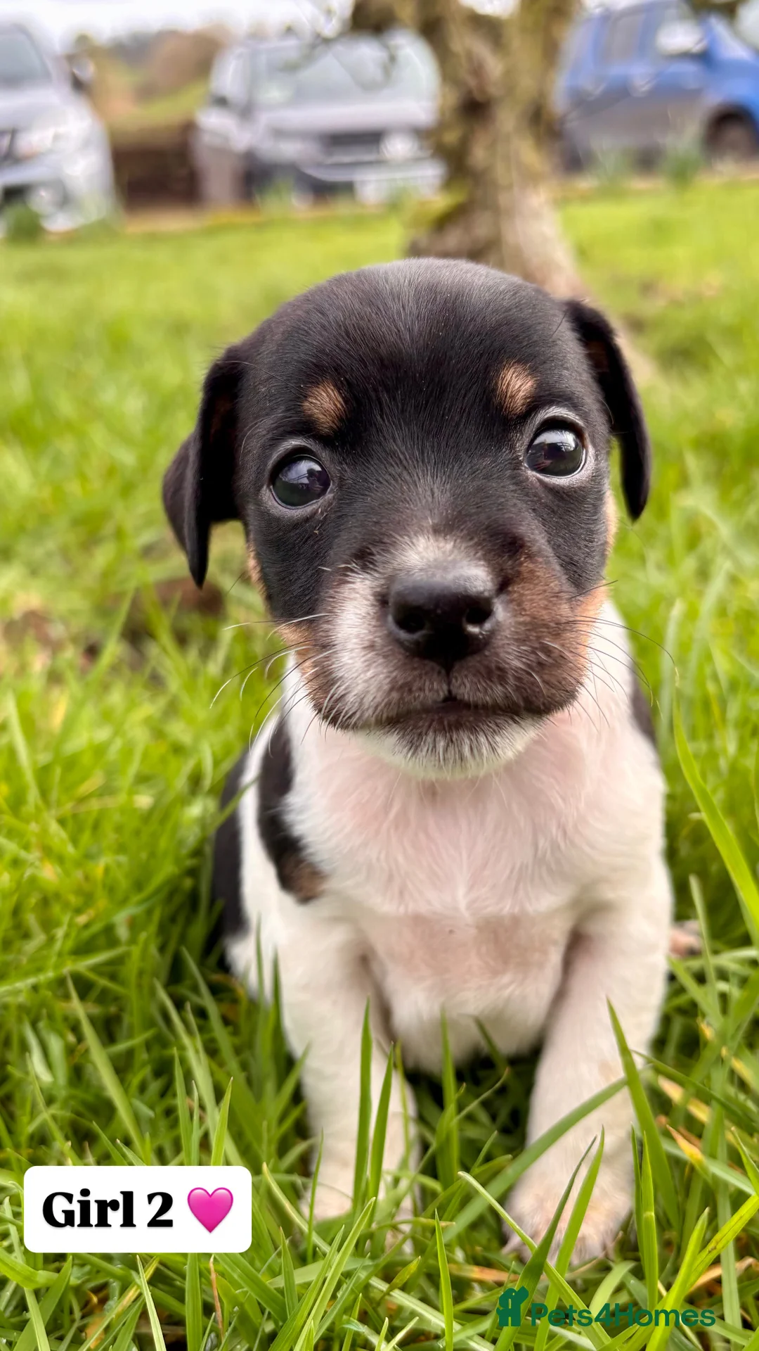 Jack Russell dogs for sale: Jack russell puppies 🐾 - Advert 10