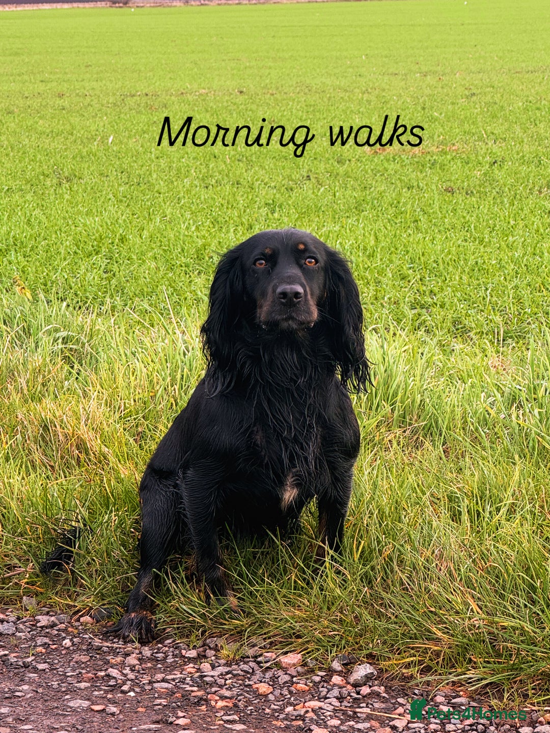 Cocker Spaniel dogs for sale: Health tested KC Registered working cocker Spaniel - Advert 6