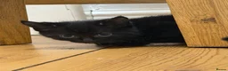 Mixed Breed cats for sale: 1 Boy and 1 Girl in Burnley - Advert 6