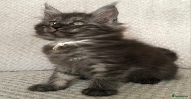 Maine Coon cats - Advert 13