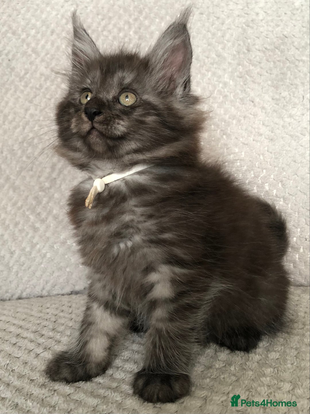 Maine Coon cats for sale: MaineCoon Kittens Black Smoke 1 Boy & 2 Girls - Image 26