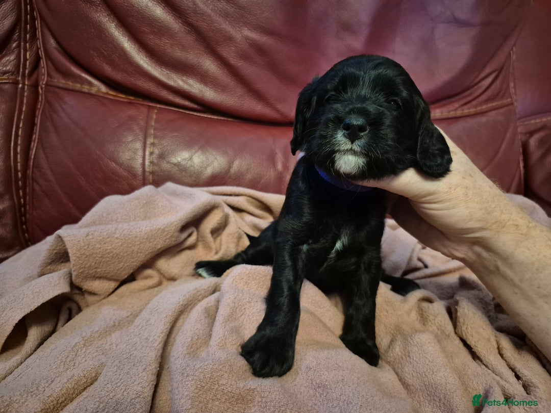 Mixed Breed dogs for sale: Poogle puppies for sale - Image 4