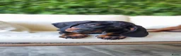 Dachshund dogs for sale: Adorable standard dachshunds with pedigree FCI - Advert 3