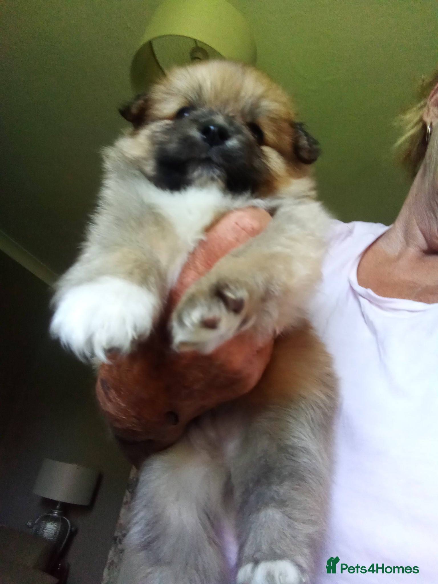 Pomeranian dogs Pomeranian tiny puppies  - Advert 18
