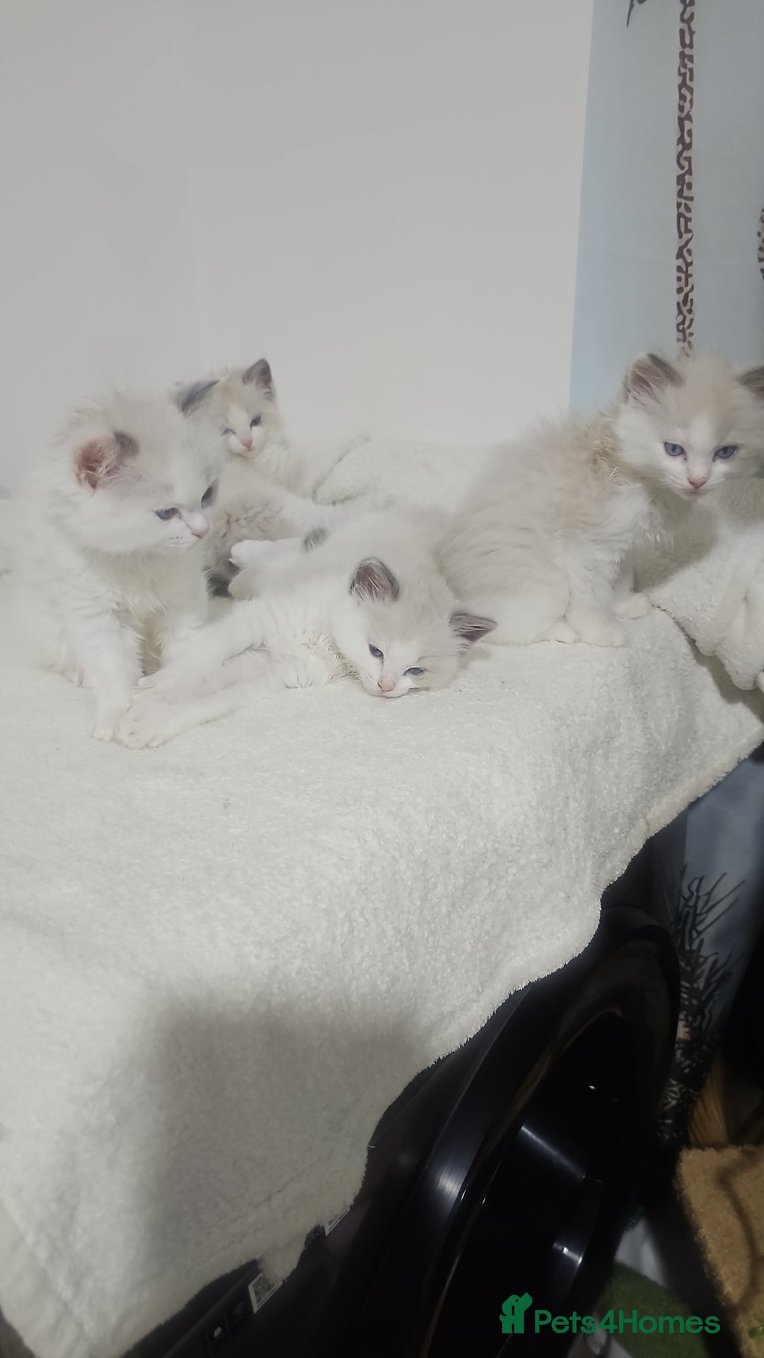 Ragdoll cats for sale: Ragdoll Bicolor 3 boys.  - Advert 3