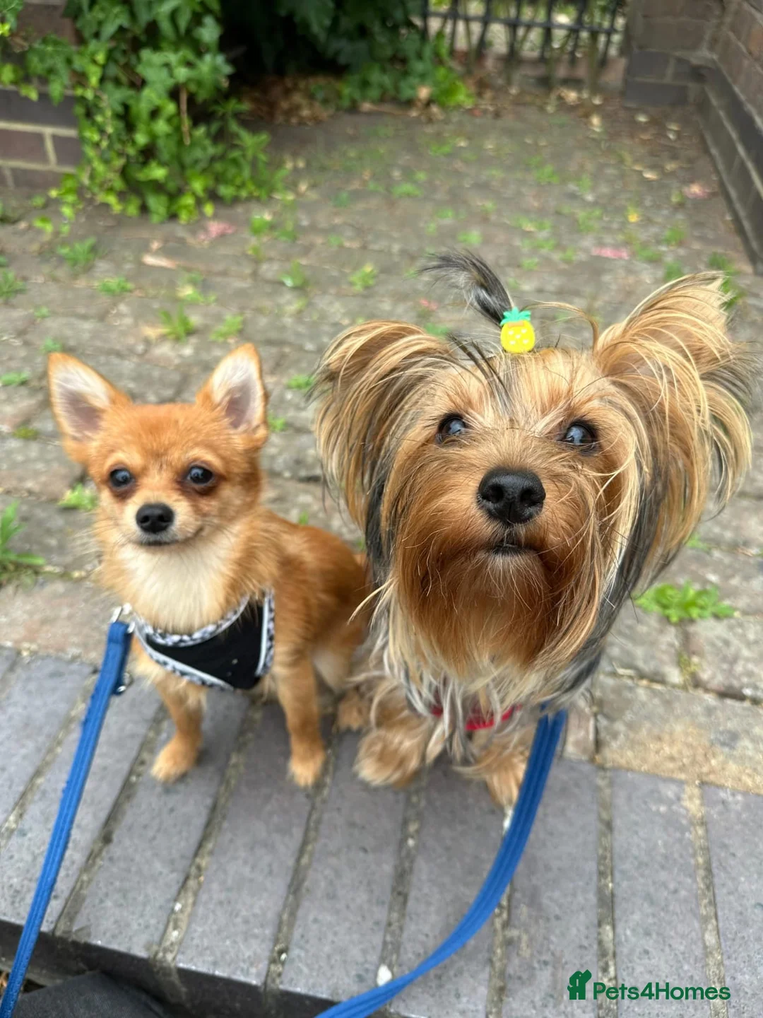 Mixed Breed dogs for sale: Pomchi chihuahua mix  - Advert 2