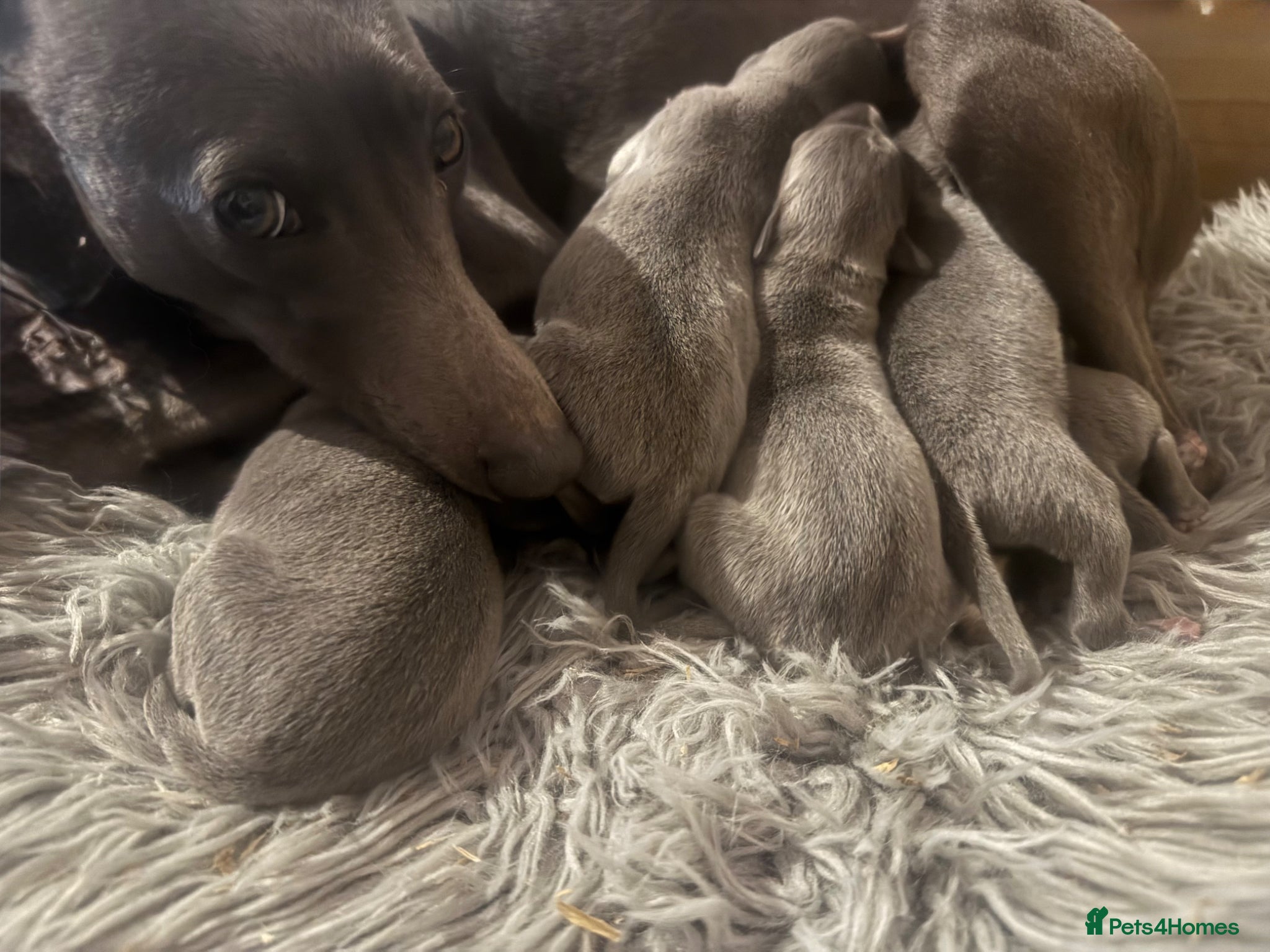 Whippet dogs for sale: 💙 Stunning KC Registered Blue Whippet Puppies  - Advert 26