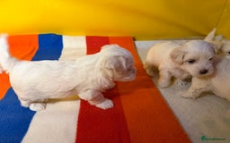 Maltese dogs for sale: Maltese puppy’s  - Image 3