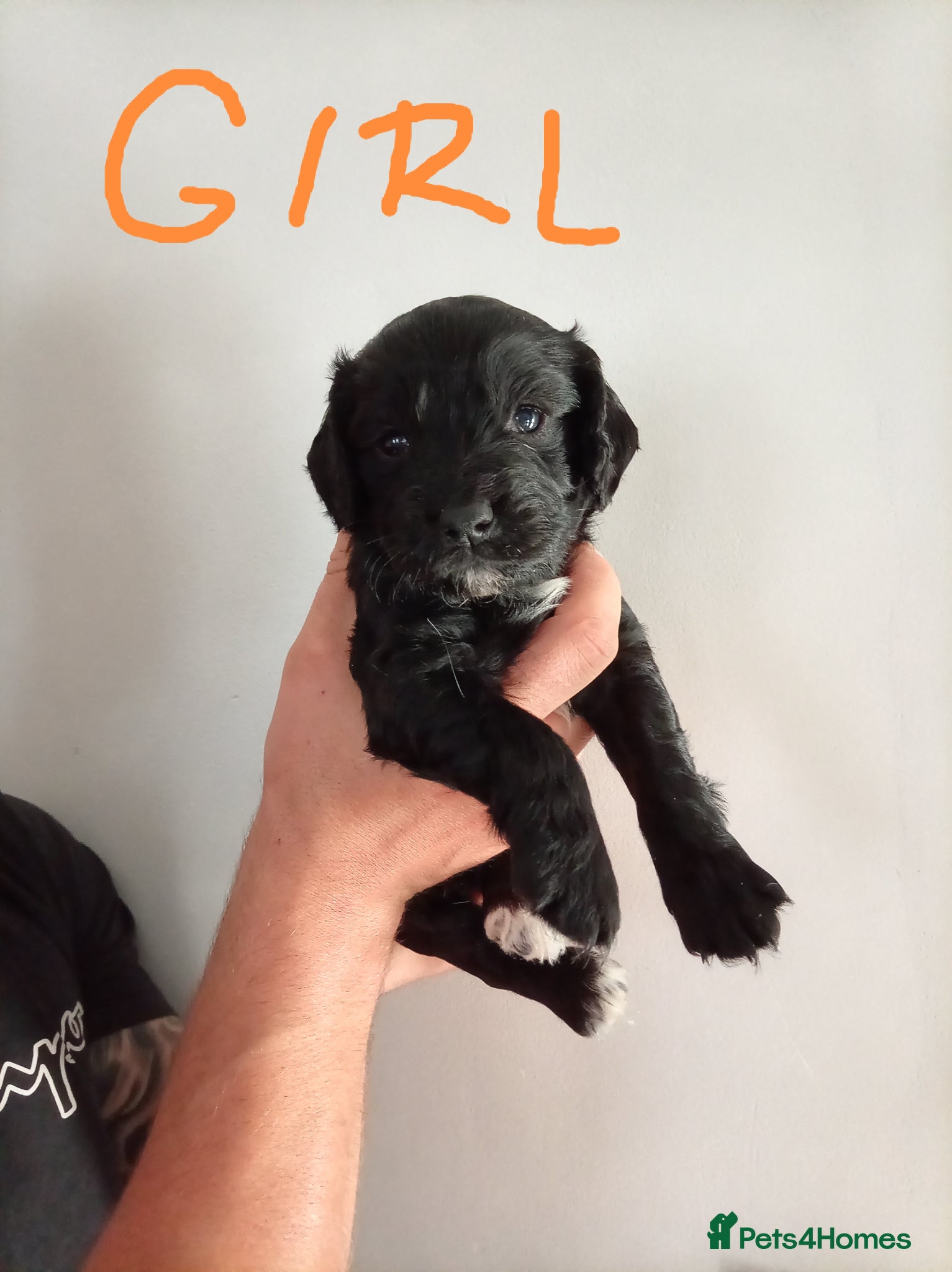 English Springer Spaniel dogs for sale: Springiel spaniel  - Advert 11