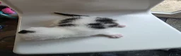 Mixed Breed cats for sale: FREE # 3 male / 1 female / Mother # FREE - Advert 11