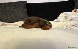 Miniature Dachshund dogs for sale: Stunning KC reg PRA clear Mini Dachshund puppies - Image 13