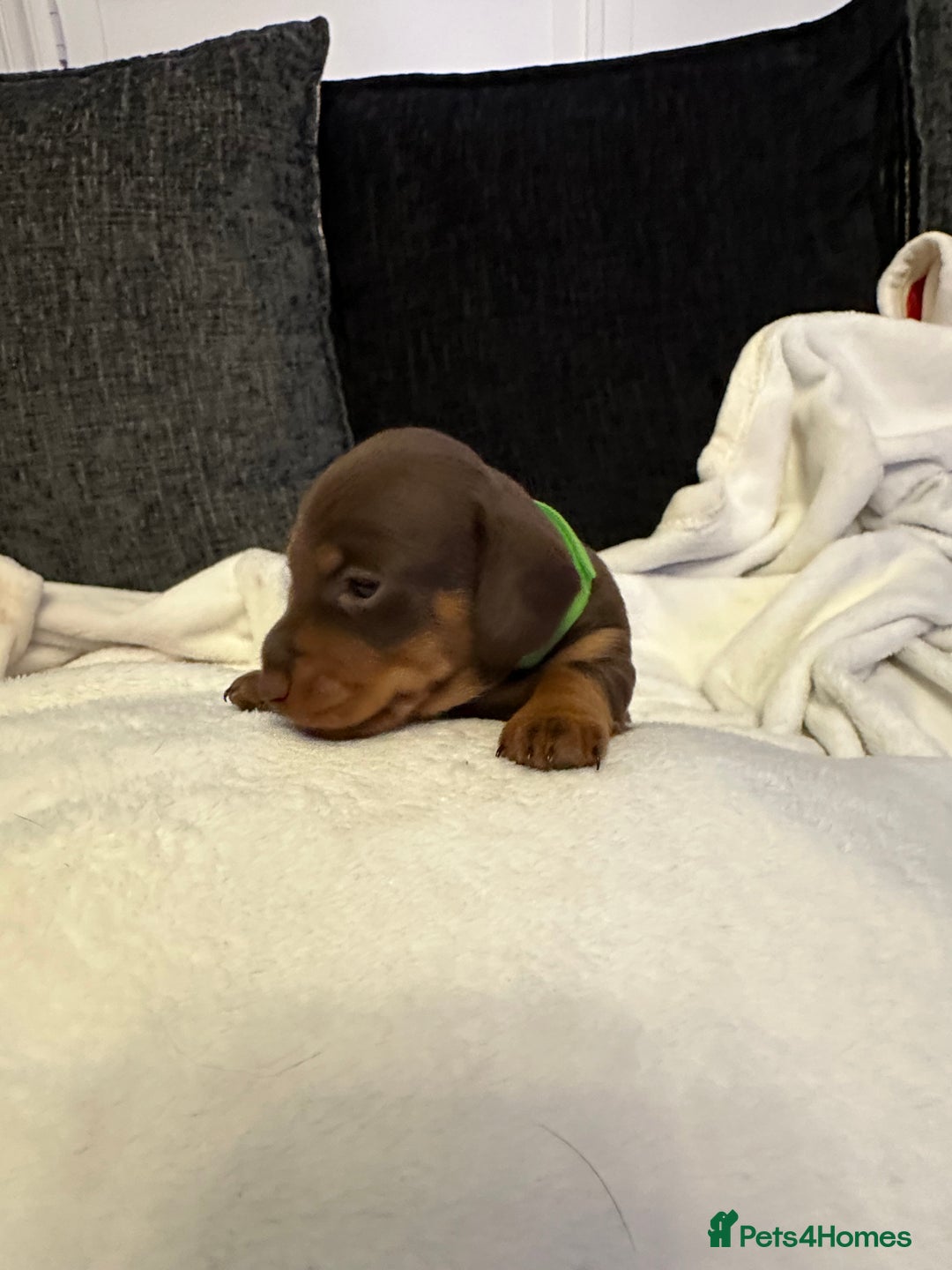 Miniature Dachshund dogs for sale: Stunning KC reg PRA clear Mini Dachshund puppies - Image 13