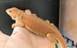 Bearded Dragon reptiles for sale: Witblits Bearded Dragon Babies ready now  - Image 9