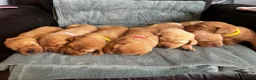 Labrador Retriever dogs for sale: Top Quality Fox Red Labradors - Advert 20