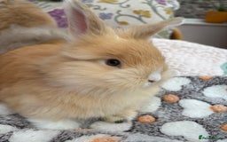 Angora rabbits for sale: Indoor raised Angora~ vaccinated  - Image 5