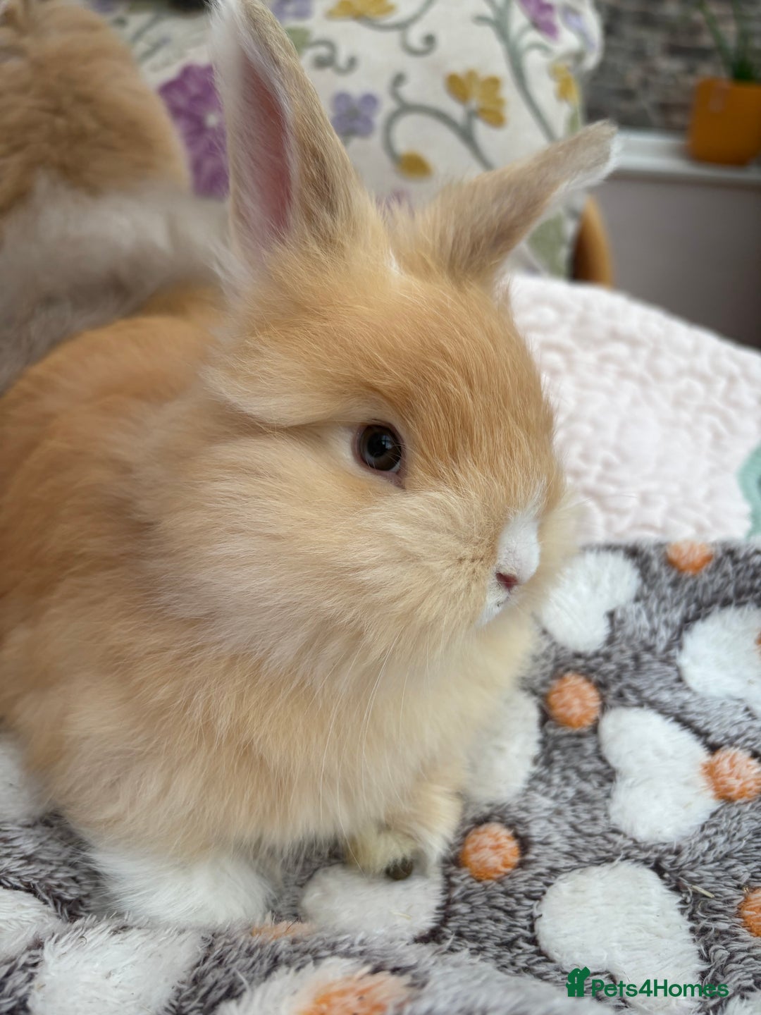 Angora rabbits for sale: Indoor raised Angora~ vaccinated  - Image 5
