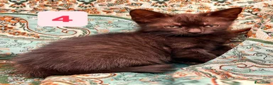 Turkish Angora 4