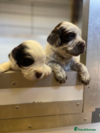 Cocker Spaniel dogs - Advert 1