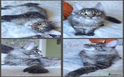 Maine Coon cats for sale: Big outstanding Russian lines with many champions  - Image 8