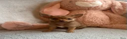 Chihuahua dogs for sale: Chihuahuas  - Advert 39
