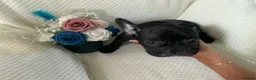 French Bulldog dogs for sale: KC registered adorable french bulldog boy  - Advert 20