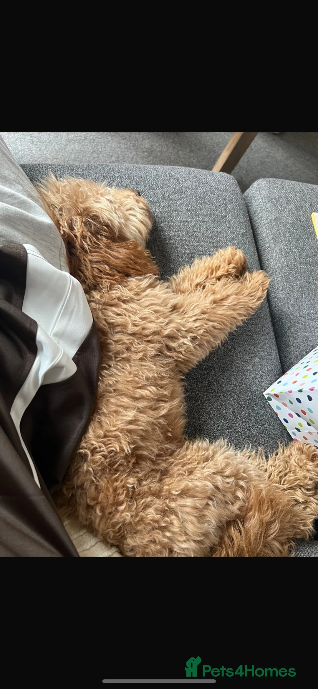 Cockapoo dogs for sale: 1 year old miniature cockapoo female in Swadlincote - Advert 2