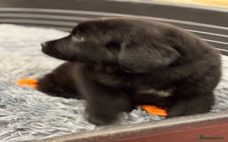 Newfoundland dogs for sale: Newfoundland puppies - Image 15