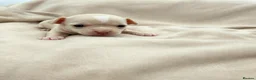 Chihuahua dogs for sale: Beautiful Chihuahua Pups - Advert 12