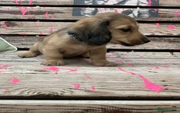 Miniature Dachshund dogs for sale: Stunning true to type KC Reg Miniature LH babies - Image 14