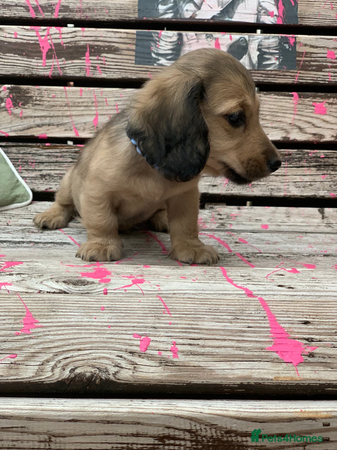 Miniature Dachshund dogs for sale: Stunning true to type KC Reg Miniature LH babies - Image 14