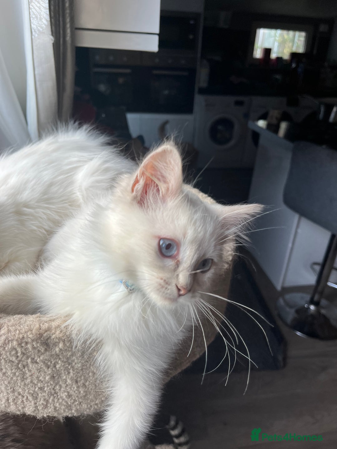 Ragdoll cats for sale: Gorgeous Tica Cherubim ragdoll kittens  - Advert 2