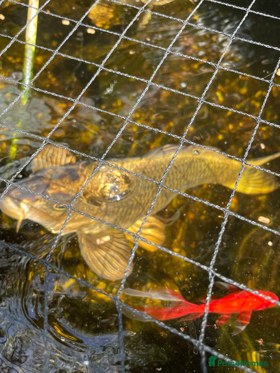 Koi Carp fish for sale: Japanese Koi Carp - Image 6