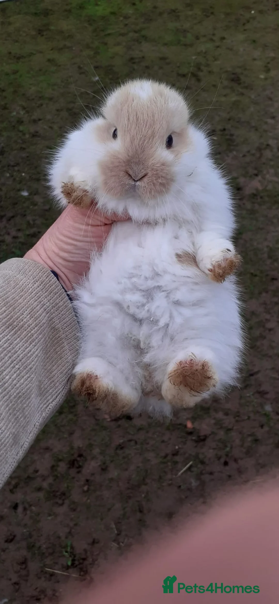 Mini Lop rabbits for sale: Mini lop babies  - Advert 13