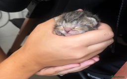 British Shorthair cats for sale: Kittens - Image 8