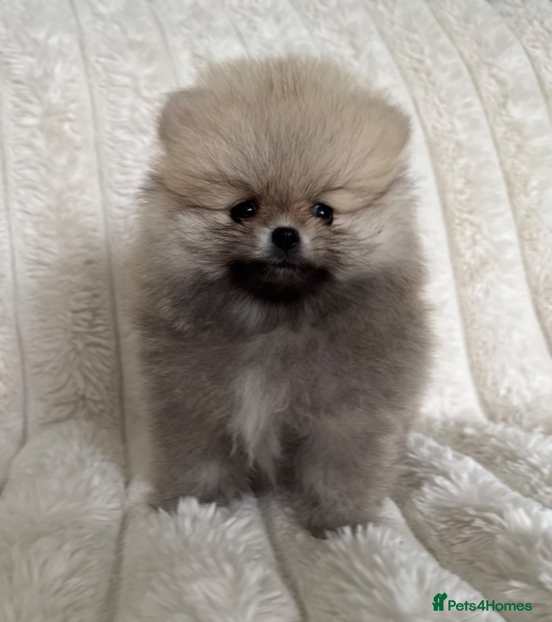 Pomeranian dogs TINY Champion Lines Teddy Faced Pomeranians  - Advert 13