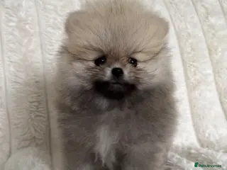 Pomeranian dogs TINY Champion Lines Teddy Faced Pomeranians - Advert 13