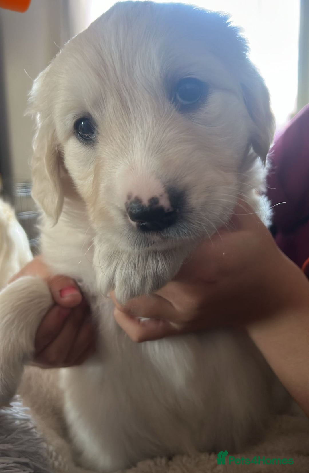 Golden Retriever dogs for sale: Golden retriever puppies  - Image 3