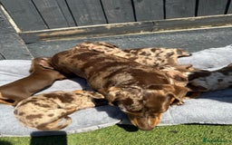 Miniature Dachshund dogs for sale: Kc mini dachshunds  - Image 15