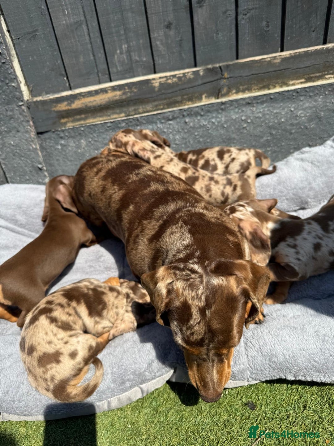 Miniature Dachshund dogs for sale: Kc mini dachshunds  - Image 15