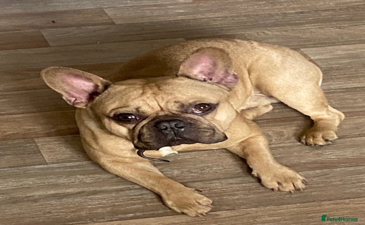 French Bulldog dogs - Advert 4