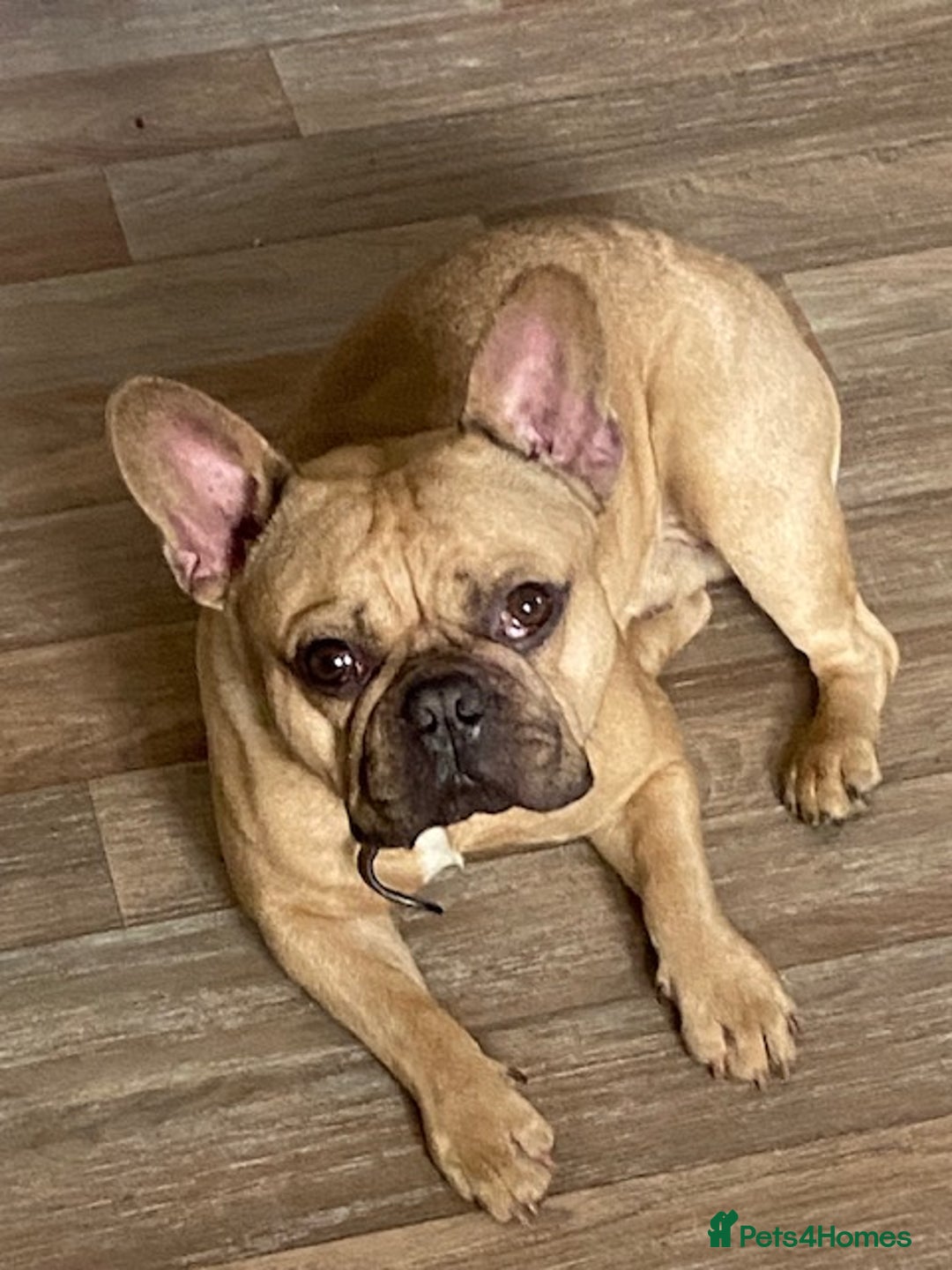 French Bulldog dogs for stud: Stunning Male for studding  - Image 1