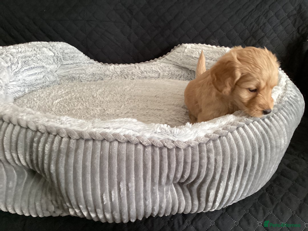 Mixed Breed dogs for sale: One gorgeous boy and girl left  - Advert 19