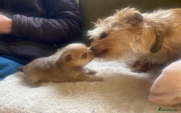 Chorkie dogs for sale: Chorkies - Advert 6